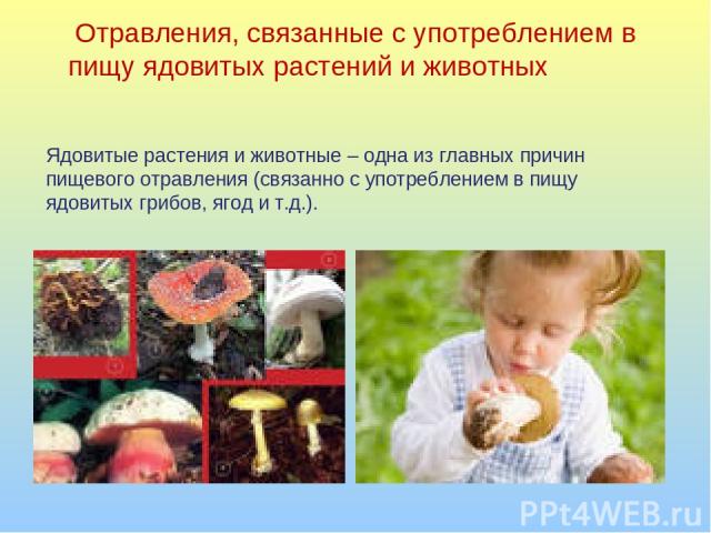 Ядовитые растения и животные – одна из главных причин пищевого отравления (связанно с употреблением в пищу ядовитых грибов, ягод и т.д.). Отравления, связанные с употреблением в пищу ядовитых растений и животных