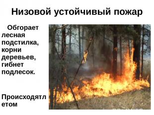 Низовой устойчивый пожар Обгорает лесная подстилка, корни деревьев, гибнет подле