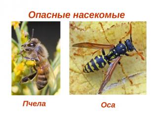 Опасные насекомые Пчела Оса