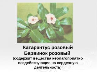 Катарантус розовый Барвинок розовый (содержит вещества неблагоприятно воздейству