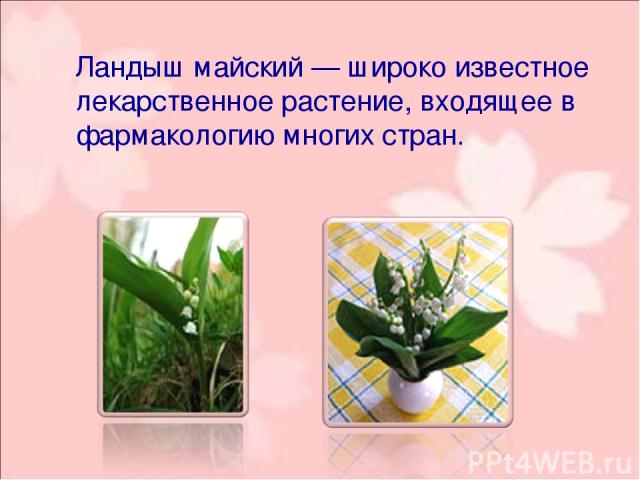Ландыш майский — широко известное лекарственное растение, входящее в фармакологию многих стран.