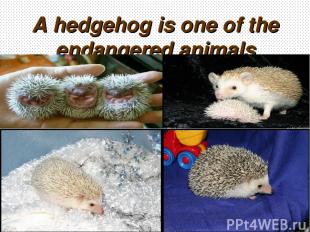 A hedgehog is one of the endangered animals