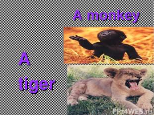 A monkey A tiger