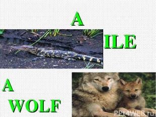 A CROCODILE A WOLF