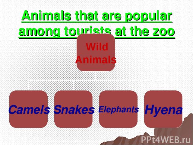 Animals that are popular among tourists at the zoo