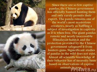 Since there are so few captive pandas, the Chinese government has officially ban