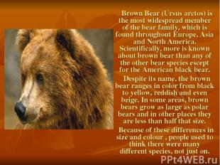 Brown Bear (Ursus arctos) is the most widespread member of the bear family, whic