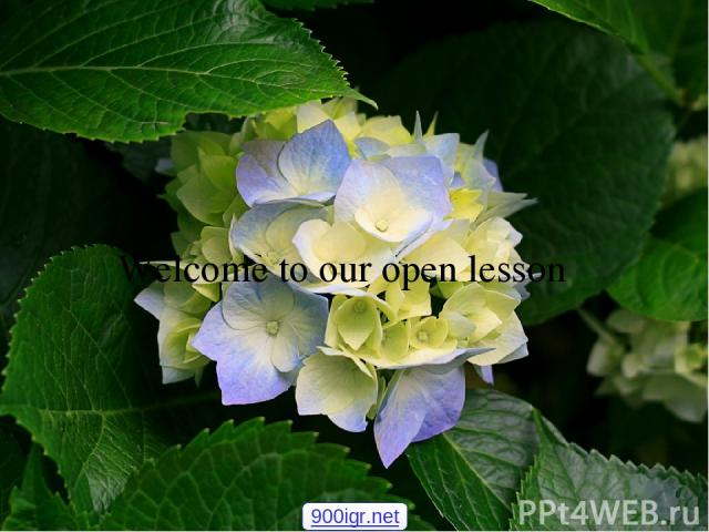 Welcome to our open lesson 900igr.net