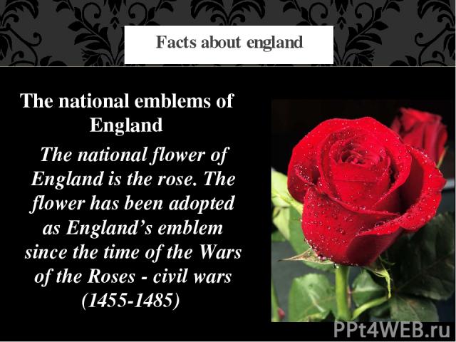 Facts about england The national emblems of England The national flower of England is the rose. The flower has been adopted as England’s emblem since the time of the Wars of the Roses - civil wars (1455-1485)