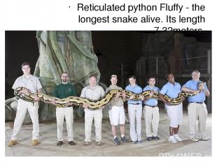 Reticulated python Fluffy - the longest snake alive. Its length - 7.32meters.