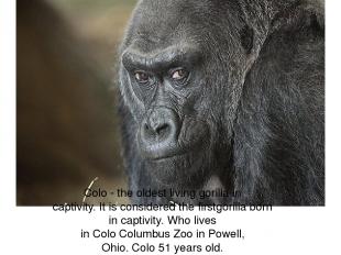 Colo - the oldest living gorilla in captivity. It is considered the firstgorilla