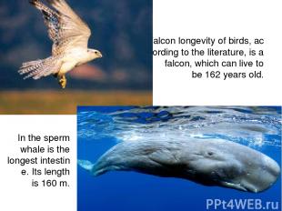 Falcon longevity of birds, according to the literature, is a falcon, which can l
