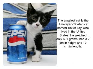The smallest cat is the Himalayan-Tibetan cat named Tinker Toy, who lived in the