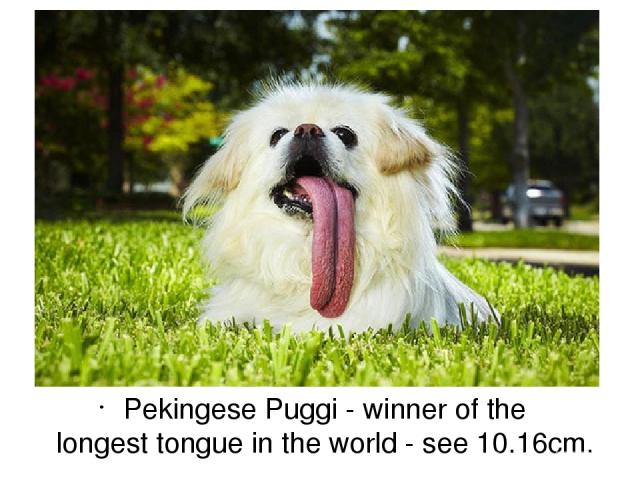 Pekingese Puggi - winner of the longest tongue in the world - see 10.16cm.