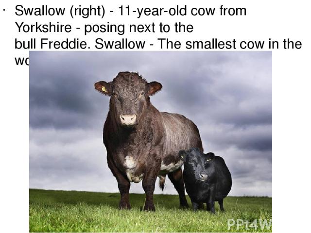 Swallow (right) - 11-year-old cow from Yorkshire - posing next to the bull Freddie. Swallow - The smallest cow in the world - 83 cm.