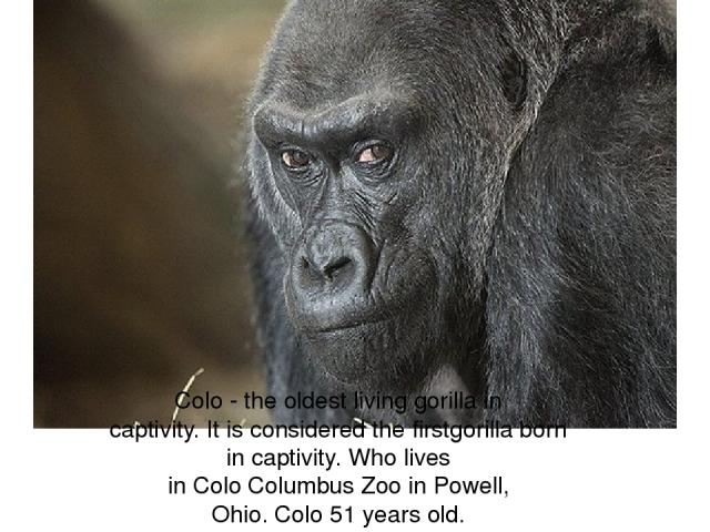 Colo - the oldest living gorilla in captivity. It is considered the firstgorilla born in captivity. Who lives in Colo Columbus Zoo in Powell, Ohio. Colo 51 years old.
