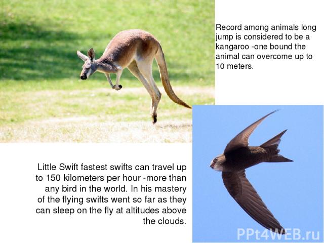 Record among animals long jump is considered to be a kangaroo -one bound the animal can overcome up to 10 meters. Little Swift fastest swifts can travel up to 150 kilometers per hour -more than any bird in the world. In his mastery of the flying swi…