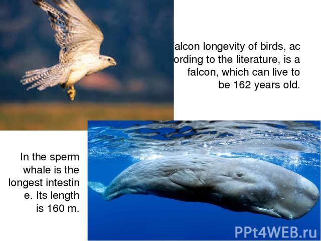 Falcon longevity of birds, according to the literature, is a falcon, which can live to be 162 years old. In the sperm whale is the longest intestine. Its length is 160 m.