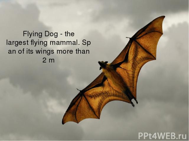 Flying Dog - the largest flying mammal. Span of its wings more than 2 m