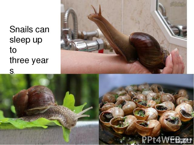 Snails can sleep up to three years.