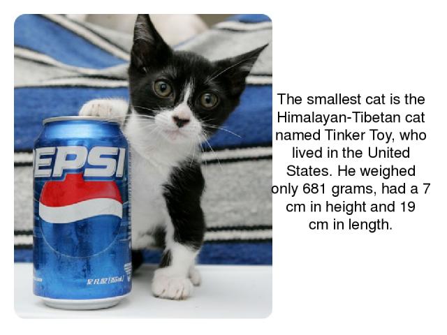 The smallest cat is the Himalayan-Tibetan cat named Tinker Toy, who lived in the United States. He weighed only 681 grams, had a 7 cm in height and 19 cm in length.