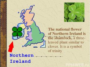 The national flower of Northern Ireland is the shamrock, a three-leaved plant si