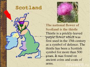 Thistle is a prickly-leaved purple flower which was first used in the 15th centu