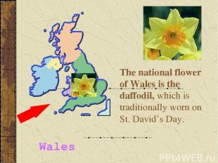 The national flower of Wales is the daffodil, which is traditionally worn on St.