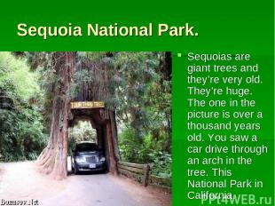 Sequoia National Park. Sequoias are giant trees and they’re very old. They’re hu
