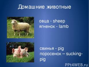 Домашние животные овца - sheep ягненок - lamb свинья - pig поросенок – sucking-p
