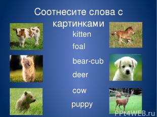 Соотнесите слова с картинками cow kitten bear-cub foal deer puppy