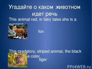 Угадайте о каком животном идет речь This animal red, in fairy tales she is a cun
