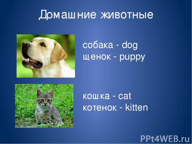 Домашние животные собака - dog щенок - puppy кошка - cat котенок - kitten