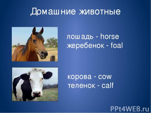 Домашние животные лошадь - horse жеребенок - foal корова - cow теленок - calf