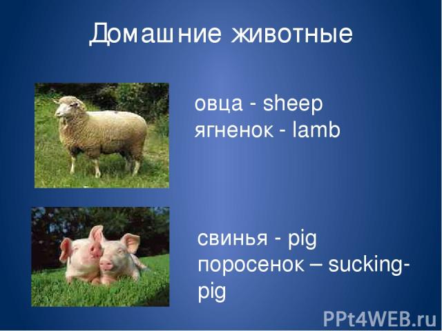 Домашние животные овца - sheep ягненок - lamb свинья - pig поросенок – sucking-pig