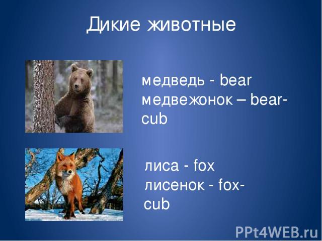 Дикие животные медведь - bear медвежонок – bear-cub лиса - fox лисенок - fox-cub