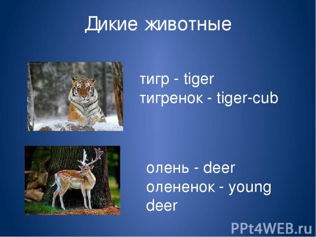 Дикие животные тигр - tiger тигренок - tiger-cub олень - deer олененок - young deer