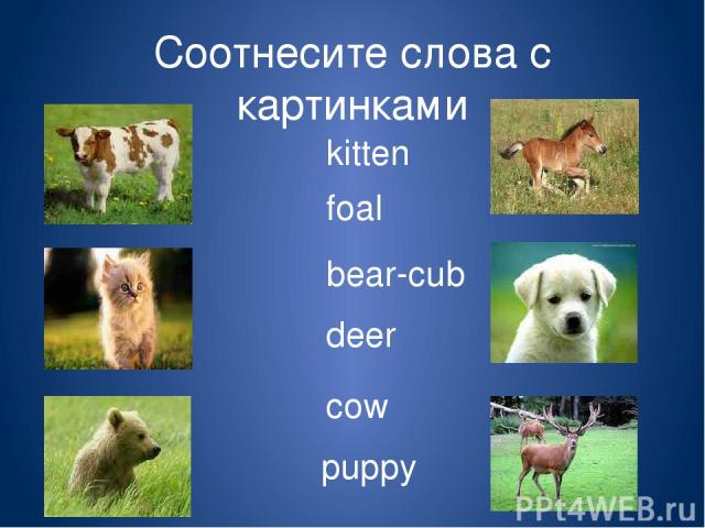 Соотнесите слова с картинками cow kitten bear-cub foal deer puppy