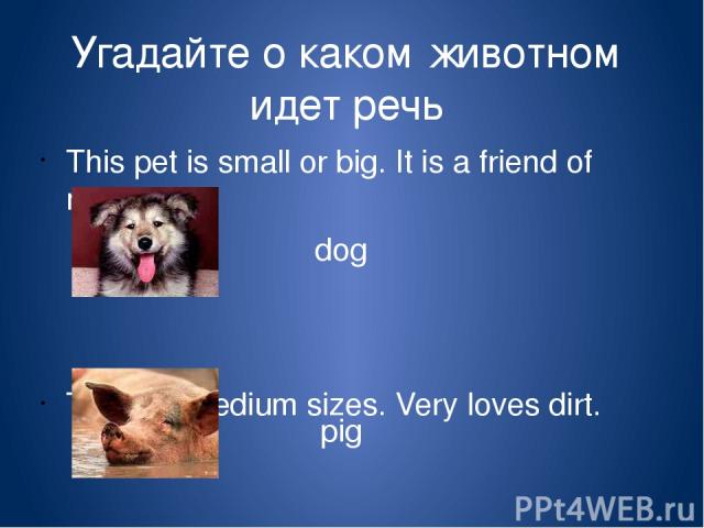 Угадайте о каком животном идет речь This pet is small or big. It is a friend of man. This pet medium sizes. Very loves dirt. dog pig Medium-средний