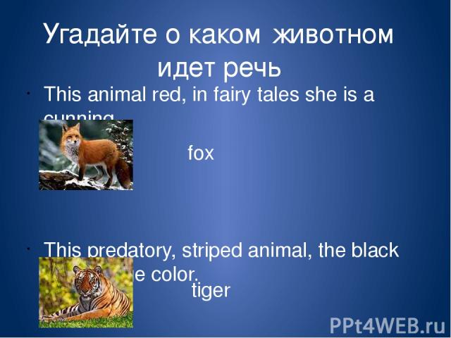 Угадайте о каком животном идет речь This animal red, in fairy tales she is a cunning. This predatory, striped animal, the black and orange color. fox tiger Cunning-хитрый Predatory-хищный Striped-полосатый