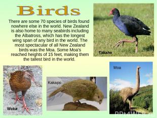 There are some 70 species of birds found nowhere else in the world. New Zealand