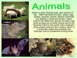 Native to New Zealand only two species of bat . Wild mammals this deer, goats, p