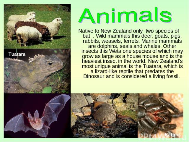 Native to New Zealand only two species of bat . Wild mammals this deer, goats, pigs, rabbits, weasels, ferrets. Marine mammals are dolphins, seals and whales. Other insects this Weta one species of which may grow as large as a house mouse and is the…