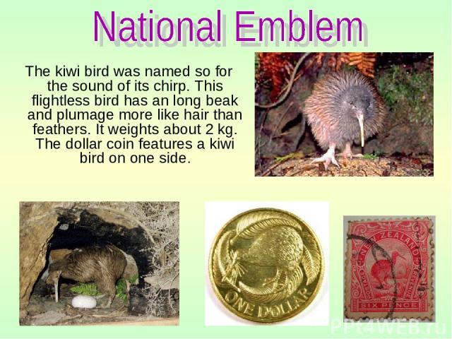 The kiwi bird was named so for the sound of its chirp. This flightless bird has an long beak and plumage more like hair than feathers. It weights about 2 kg. The dollar coin features a kiwi bird on one side.