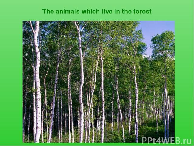 The animals which live in the forest