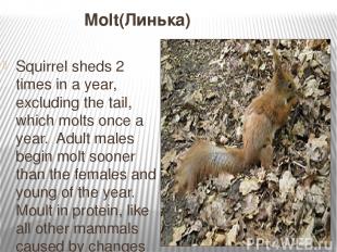 Molt(Линька) Squirrel sheds 2 times in a year, excluding the tail, which molts o