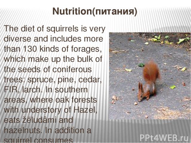 Nutrition(питания) The diet of squirrels is very diverse and includes more than 130 kinds of forages, which make up the bulk of the seeds of coniferous trees: spruce, pine, cedar, FIR, larch. In southern areas, where oak forests with understory of H…
