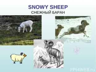 SNOWY SHEEP СНЕЖНЫЙ БАРАН