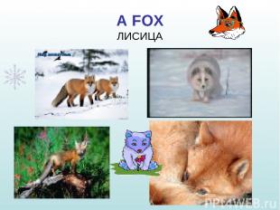 A FOX ЛИСИЦА