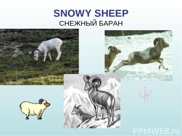 SNOWY SHEEP СНЕЖНЫЙ БАРАН